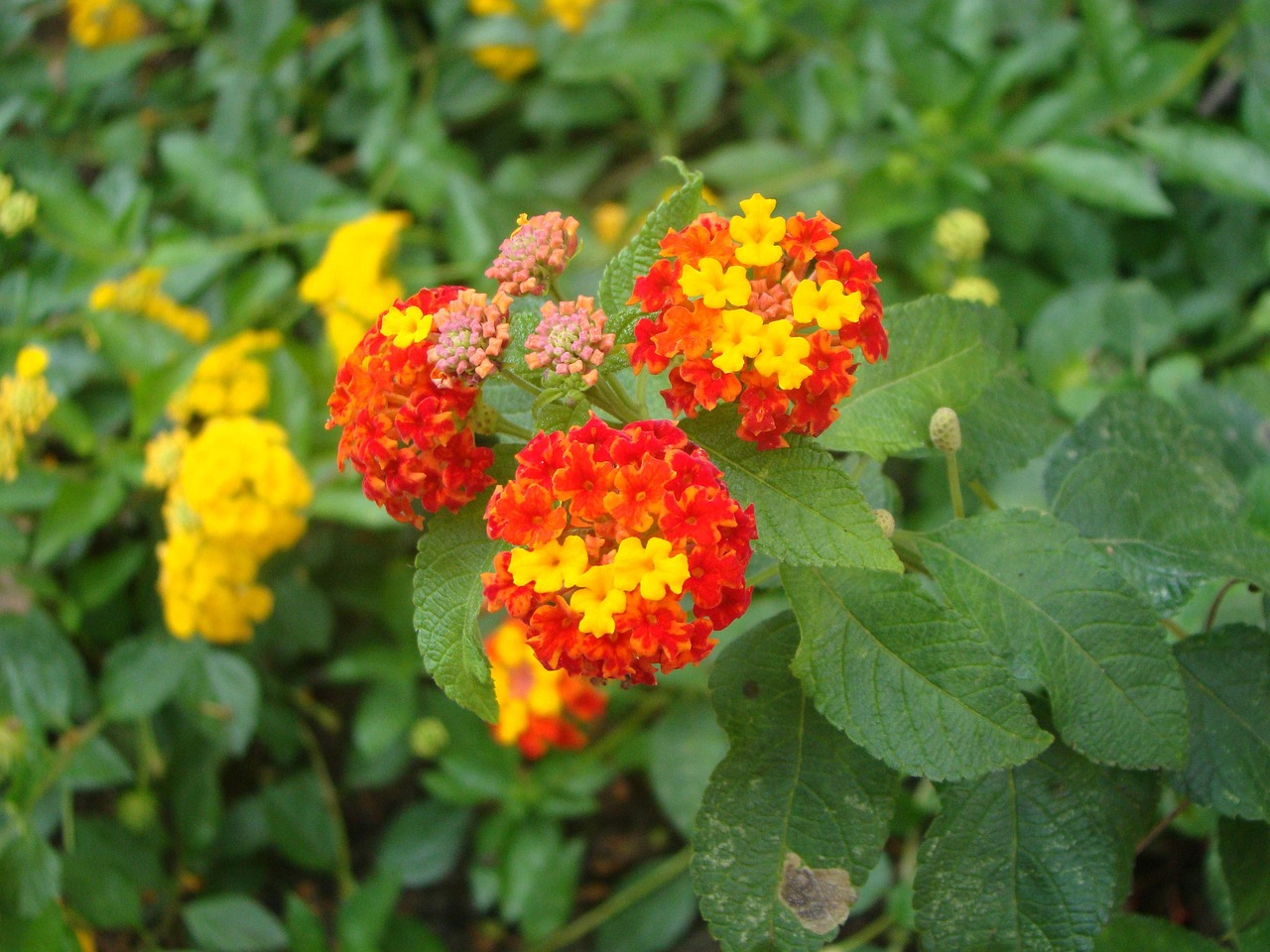 花的盛宴，唯美花卉图片大全