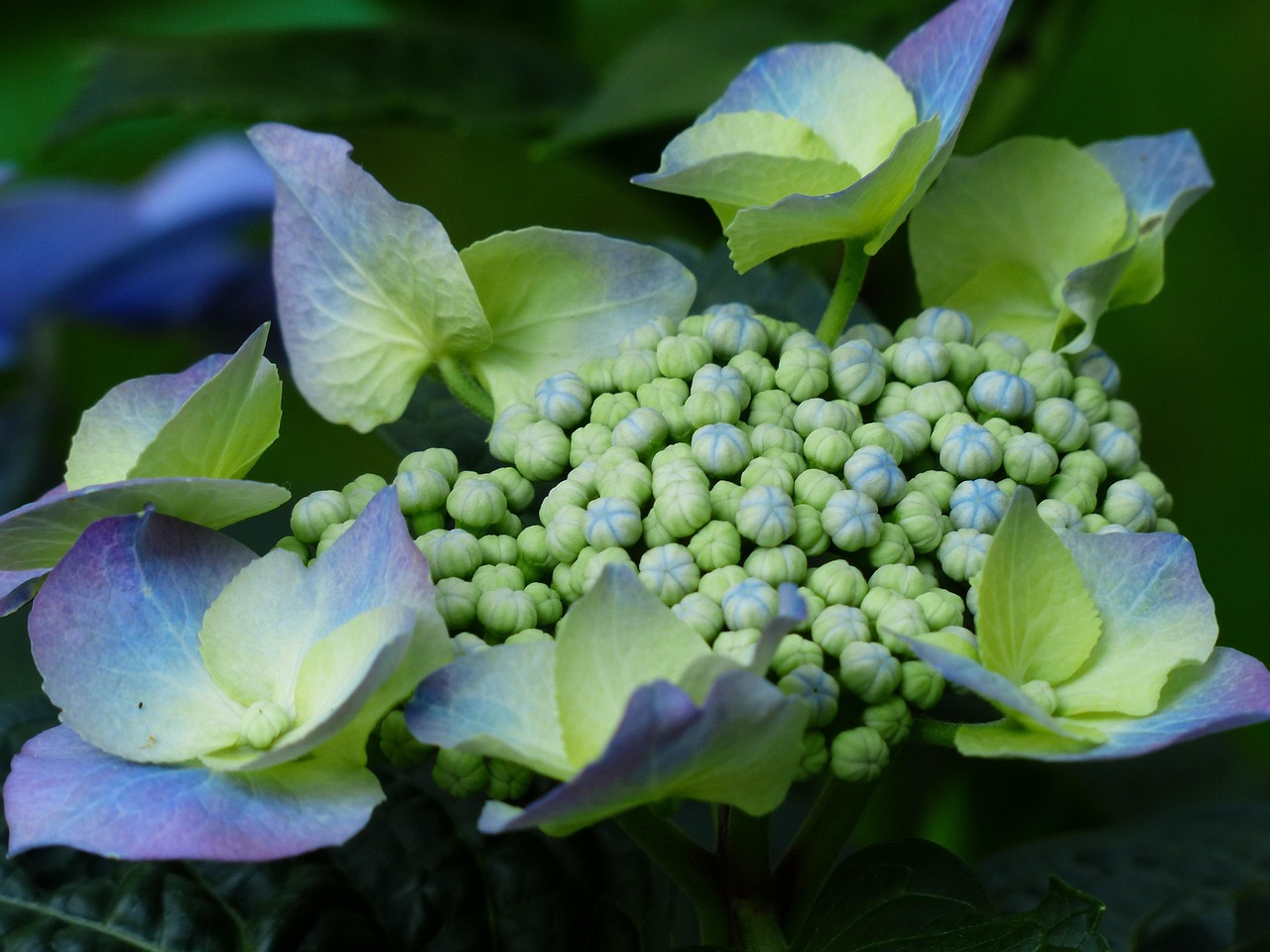 花卉世界的缤纷宝典，20000种花名一览表