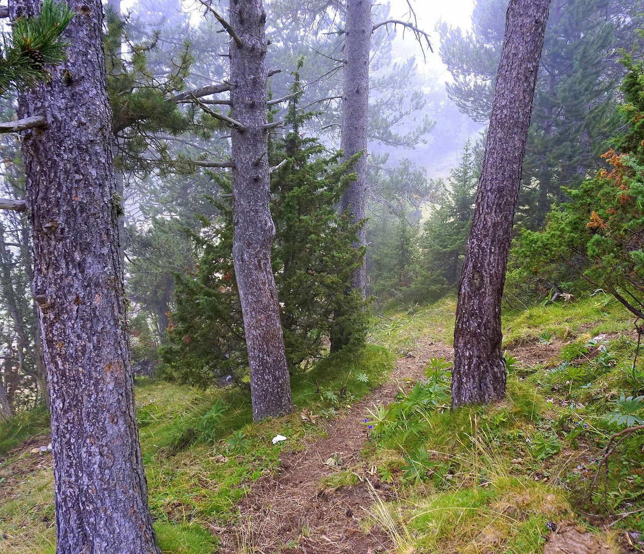 马麝，濒危的高山精灵及其保护之路