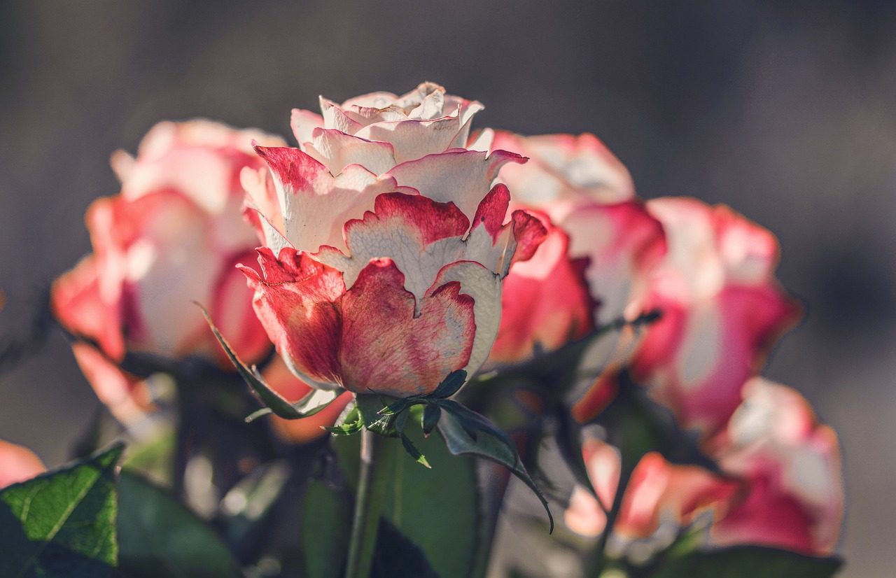 探索花卉世界，花语与花卉的浪漫对话