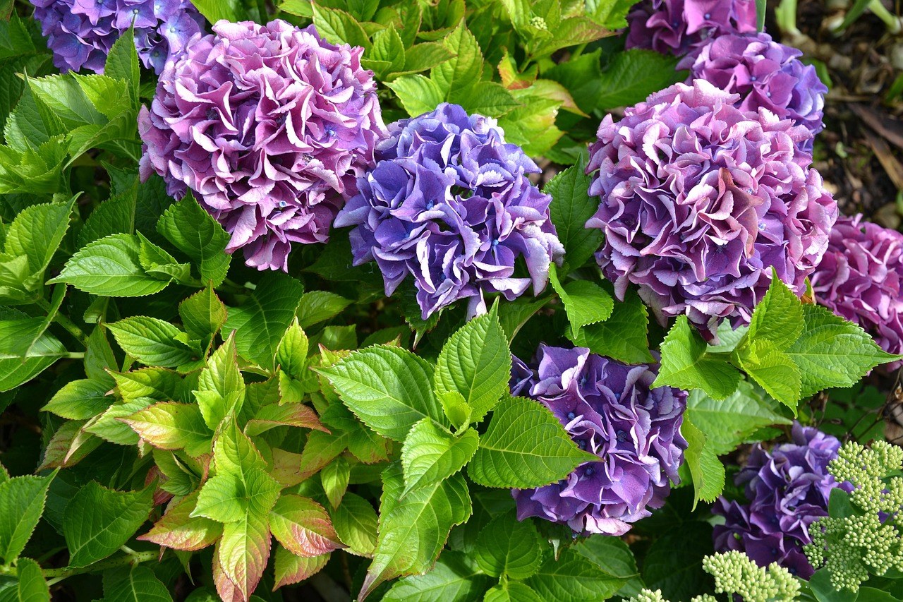 探索花语的奥秘，花卉与情感的桥梁