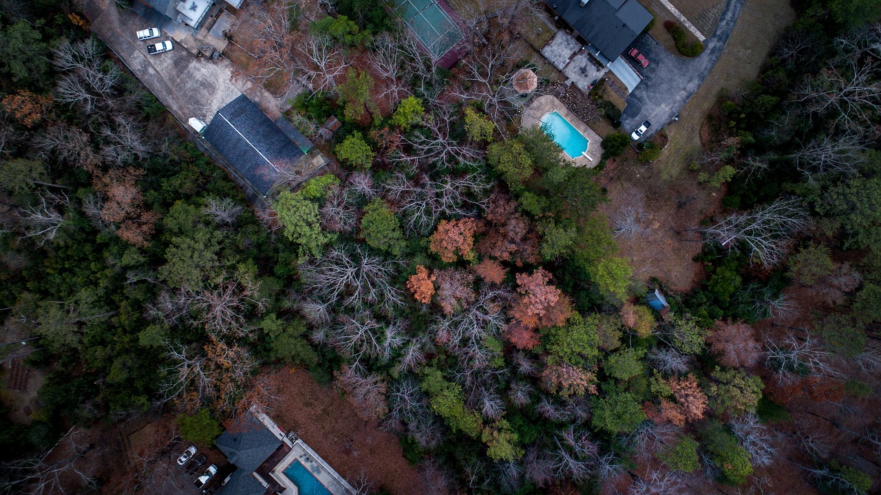 探索蟋蟀的住宅，自然中的建筑奇迹