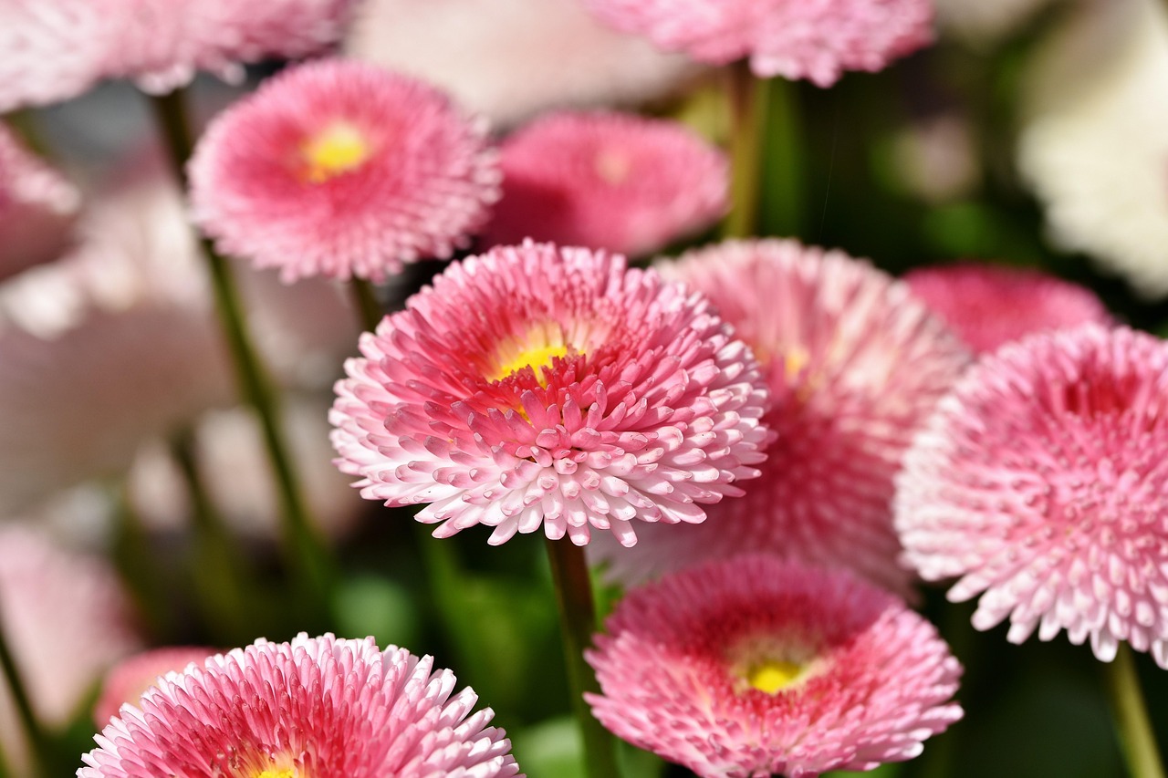花语与寓意，探索花朵背后的情感世界
