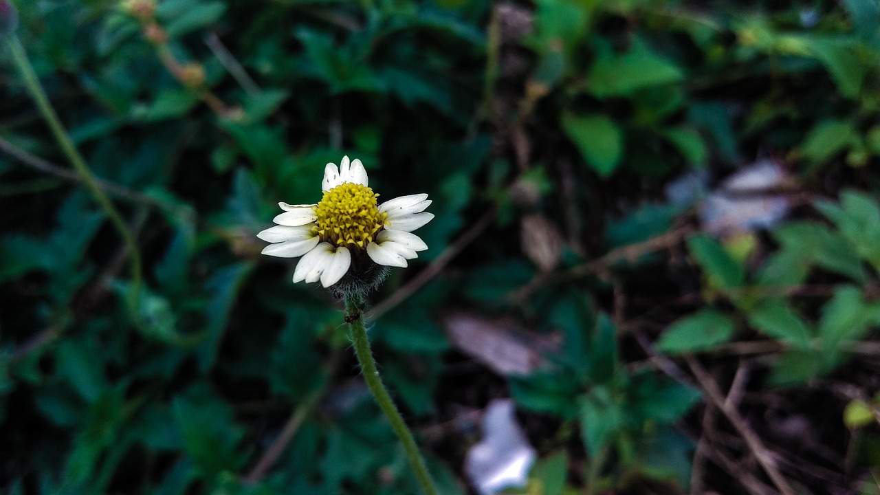 花名集锦，探索自然界的缤纷色彩