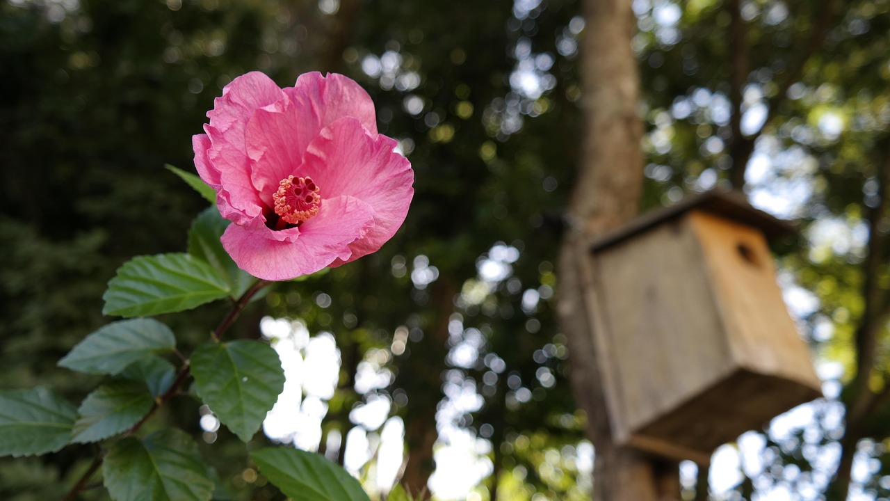 花花世界，探索花卉图片大全的艺术与魅力