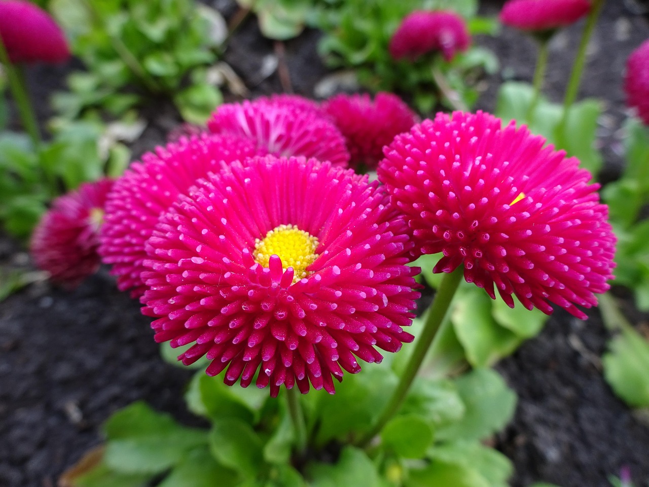 探索花卉世界，花与花的寓意