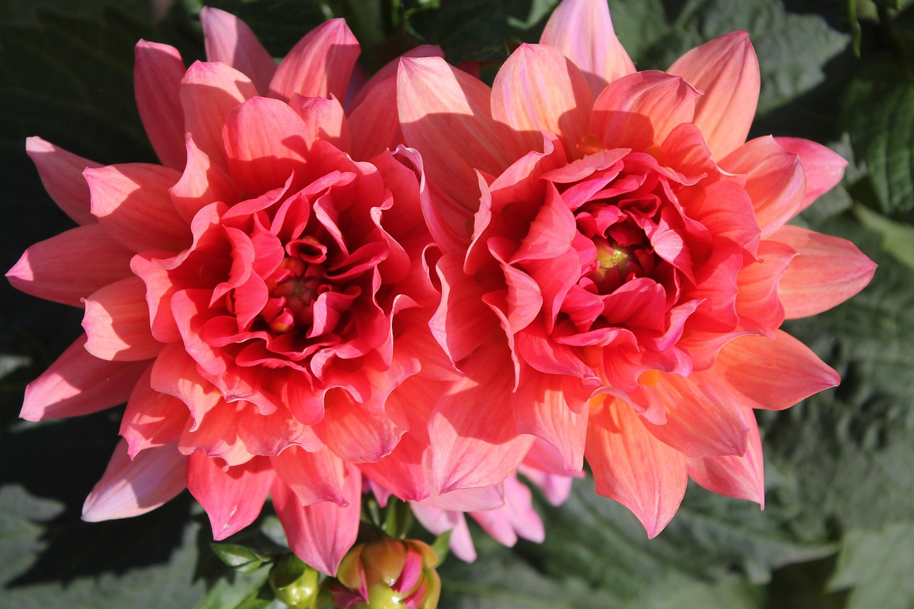 探索花卉世界，1000种花名和图片大全