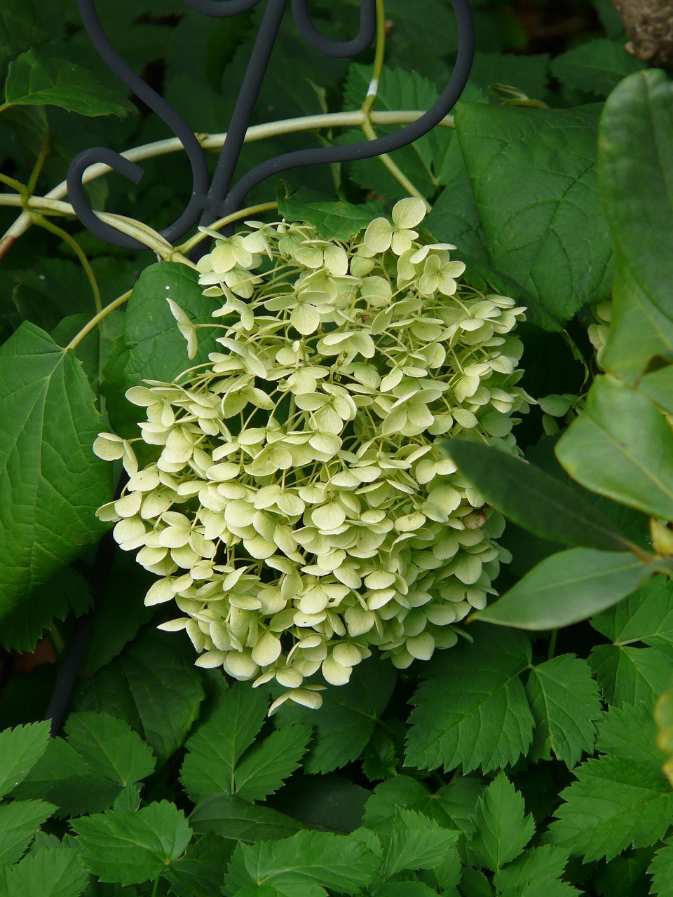 探索花卉世界，1000种花名大全及花语图鉴