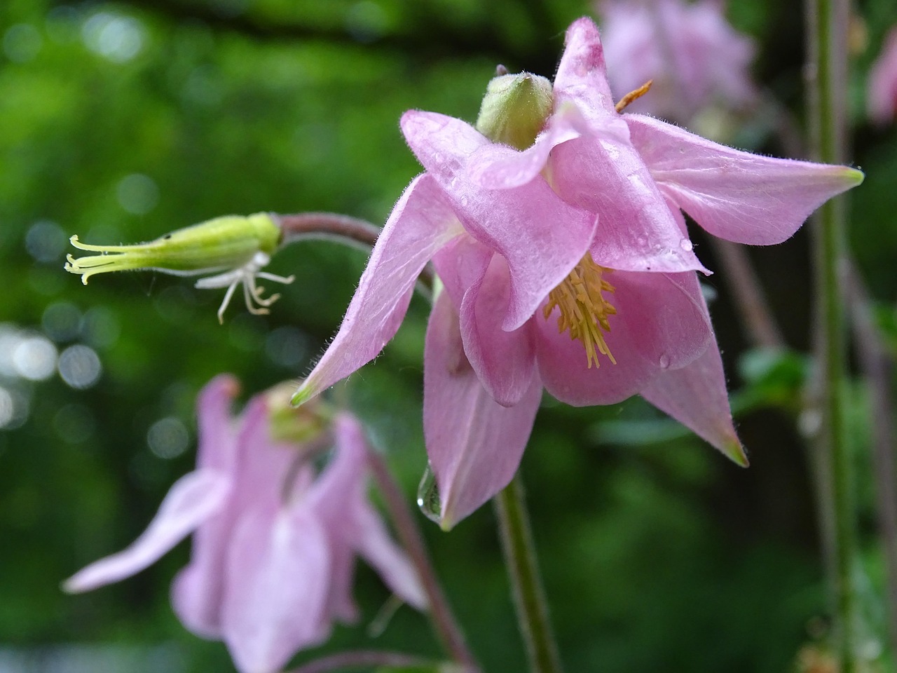 探索花卉世界，200种花名称大全